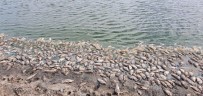 Baraj Kurudu, Balıklar Kıyıya Vurdu Haberi