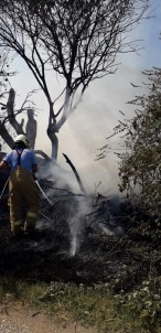 Burhaniye'de Ot Yangınında Ağaçlar Zarar Gördü