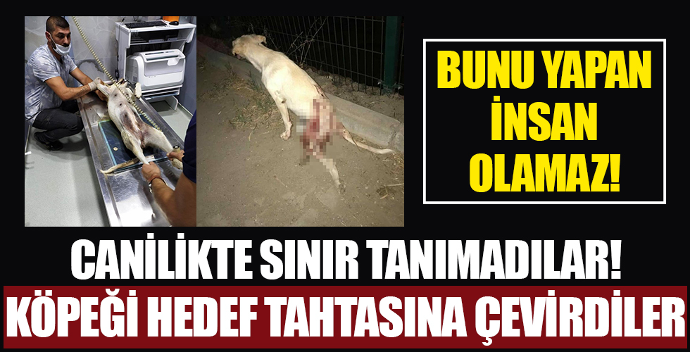 Caniliğin böylesi! Sokak köpeğini hedef tahtasına çevirdiler