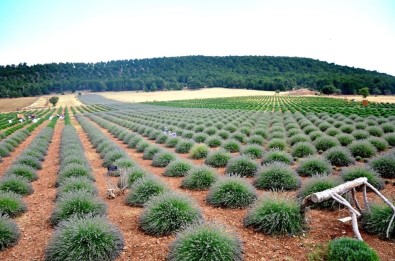 Denizli'de Lavanta Üretim Sahasının 50 Bin Dekara Çıkarılması Hedefleniyor