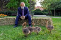 Hayvanat Bahçesi Yeni Üyelerle Büyüyor