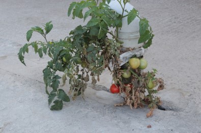 Görenler Şaşkına Dönüyor