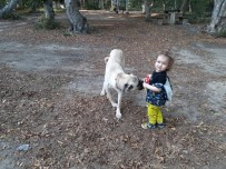 Köpekle Bebeğin Oyunu Tebessüm Ettirdi