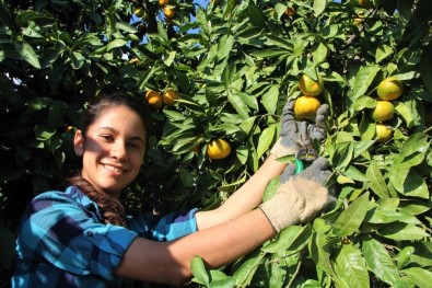 Satsuma Cinsi Gümüldür Mandalinasına Coğrafi İşaret Tescil Belgesi