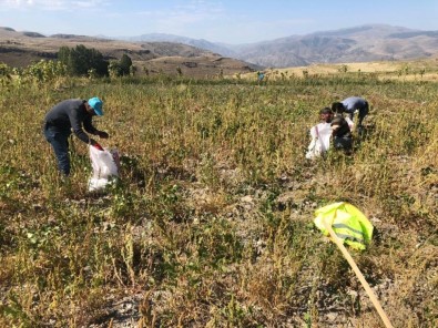 Şenkaya Belediyesi Üniversite Öğrencileri İçin Patates Ekti