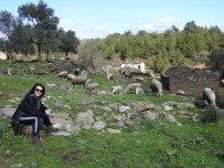 2 Asırlık Köy, Koyunlara Kaldı Haberi
