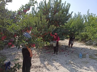 Eğirdir'de 20 Bin Elma İşçisi İçin Pandemi Denetimleri Artırıldı