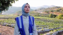 Hatay'daki Suriyeli Aileler İçin Tarımsal Destek Projesi