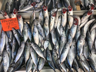 Palamut Bereketi Yüz Güldürüyor