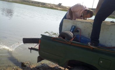 Telabyad'daki Göletlere 520 Bin Yavru Sazan Bırakıldı