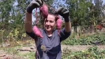 Bolu'da Yetiştirilen Tatlı Patatesin Hasadına Başlandı Haberi