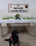 Sinop'ta Uyuşturucu Operasyonu Açıklaması 2 Gözaltı Haberi