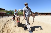 Altınköy Açık Hava Müzesi İçerisinde Açılan 'At Çiftliği'ne Yoğun İlgi