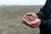 Büyükşehir Çiftçilerin Yanında Açıklaması 25 İlçede Tohum Desteği Haberi
