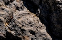 Eskişehir'de 65-200 Milyon Yıllık Ammonit Fosilleri Keşfedildi Haberi
