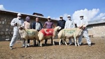 Kangal Akkaraman Koyun Üretim Merkezinde Koç Katım Etkinliği Haberi