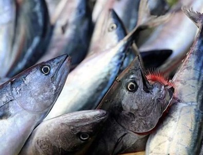 Palamut balıkçının yüzünü güldürüyor