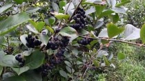 'Süper Meyve' Trabzon'da Üreticilerin Gelir Kapısı Olacak Haberi