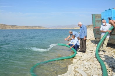 350 Bin Sazan Yavrusu Baraja Bırakıldı