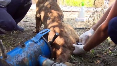 Adana'daki Yangında Yaralanan Köpek Tedavi Edildi