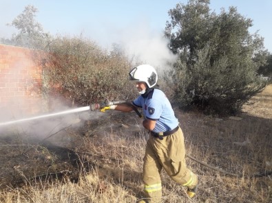 Burhaniye'de Ot Yangını Zeytin Ağaçlarına Zarar Verdi