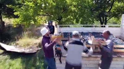 Erzincan Bağlarında 'Cimin Üzümü' Bereketi