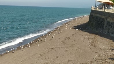 Karadeniz'de Sahiller Martılara Kaldı