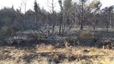 Tokat'ta Çıkan Orman Yangını Kontrol Altına Alındı