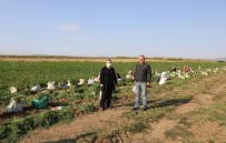 Eskişehir'de Üretilen Havuç Zincir Marketlerde Satılacak