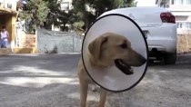 İzmir'de Köpeğine 4 Köpeğin Saldırdığını Belirten Kişi Şikayetçi Oldu Haberi