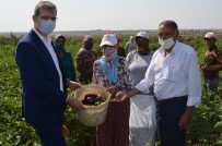 Kilis'te 7 Bin 500 Ton Patlıcan Üretildi