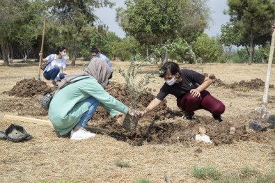 Mersin Büyükşehir Belediyesi, Üniversiteyi Kazanan Gençler İçin Zeytin Fidanı Dikti