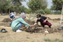 Mersin Büyükşehir Belediyesi, Üniversiteyi Kazanan Gençler İçin Zeytin Fidanı Dikti