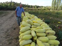 27 Yıllık Çiftçi, İlçenin Yerli Kavun Ve Patates Deposu Haberi