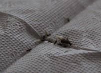 Bingöl'de İlçeyi İstila Eden Böceklerin Kanatlı Karınca Olduğu Anlaşıldı Haberi