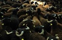 Elazığ'da Hibe Destekli 500 Koç Kura İle Sahibini Buldu