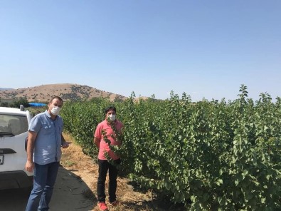 Erkenci Kayısı Fidanlarının Kontrolleri Devam Ediyor