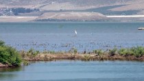 Reyhanlı Barajı'nda Kuş Türü Sayısı 129'A Yükseldi Haberi