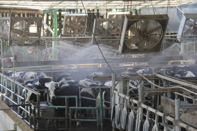 Rekor Sıcaklıkta İnekler Dev Vantilatör Ve Duşla Serinletiliyor