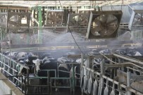 Rekor Sıcaklıkta İnekler Dev Vantilatör Ve Duşla Serinletiliyor