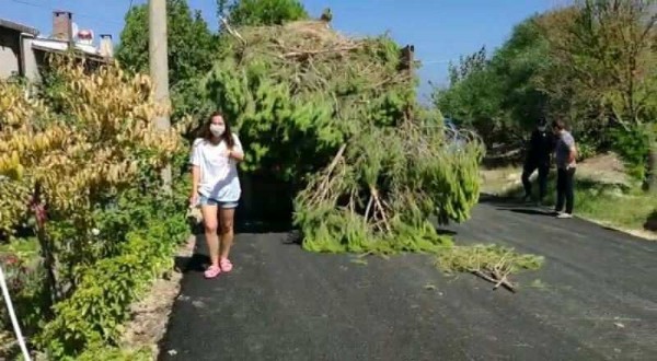 CHP'li belediye çileden çıkardı! Bu resmen katliam...
