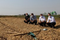 Adana'da 106 Bin Ton Yer Fıstığı Rekoltesi Bekleniyor