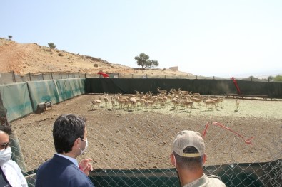 Cudi Dağı'na 50 Ceylan Bırakıldı