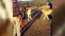 İstanbul'da Köpek Dövüştüren 3 Kişiye Para Cezası