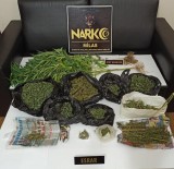 Saksı İçinde Hint Keneviri Yetiştiren Şahıs Tutuklandı