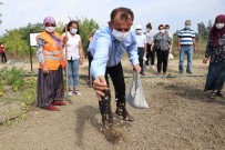 Bolu'da 200 Yıllık Ispanak Ata Tohumları Toprakla Buluştu