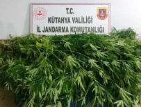 Kütahya'da 55 Kök Hint Keneviri Ele Geçirildi