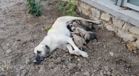 Ölüme Terk Edilen 10 Yavru Köpek, 3 Gün Sonra Annelerine Kavuştu Haberi