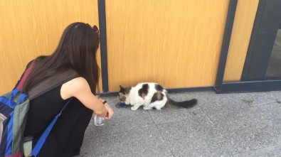 Hayvansever Genç Kızdan Alkışlanacak Hareket