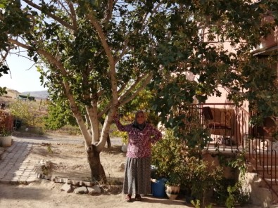 Kayseri'nin Yeşilhisar İlçesinde Antep Fıstığı Ağacını Görenler Şaşkınlığını Gizleyemiyor